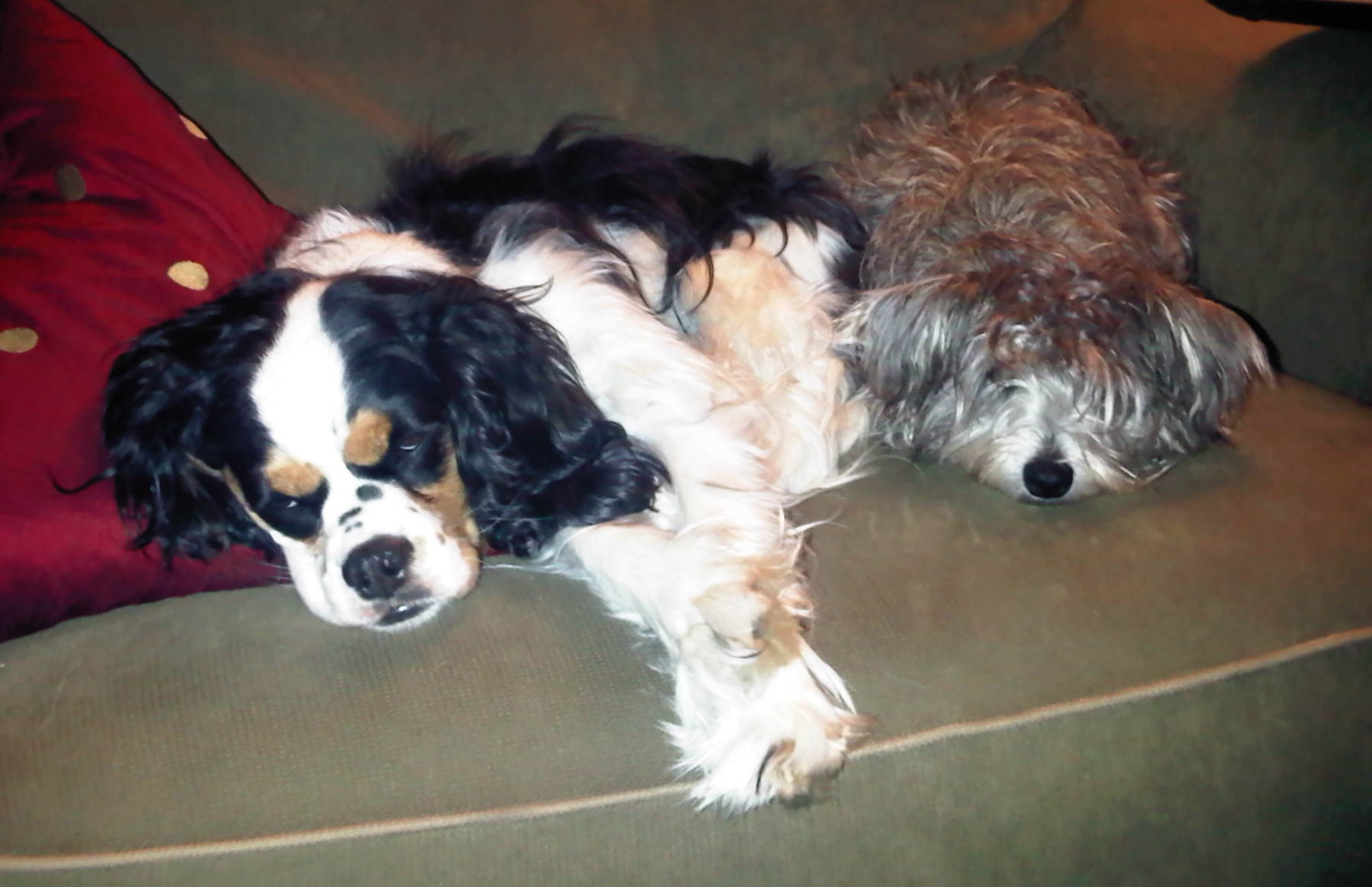 2014-12-07 Snoozing Puppies.jpg